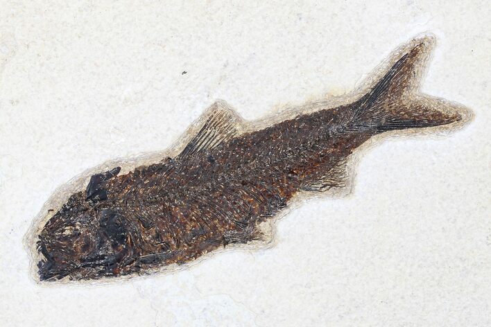 Fossil Fish (Knightia) - Green River Formation #179245